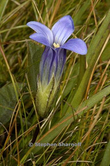 gentianopsis holopetala 2 graphic